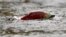 A sockeye salmon scurries through shallow water in the Adams River in British Columbia, Canada, Oct. 11, 2006.