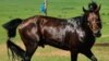 There was not even a single Zimbabwean horse in what is the most followed horse racing event in the country.