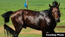 There was not even a single Zimbabwean horse in what is the most followed horse racing event in the country.