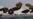 Upcoming US-South Korean Military Exercise to be Largest Ever