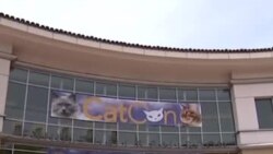 Во имя кошек