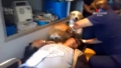 SHORT VIDEO: Հավատարիմ շներն` իրենց հարբած տիրոջ կողքին