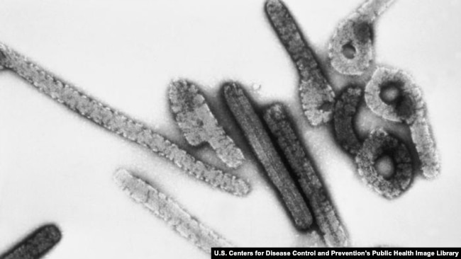 Kasus seorang yang meninggal akibat virus Marburg – yang mirip Ebola – ditemukan di Guinea (foto: dok). 