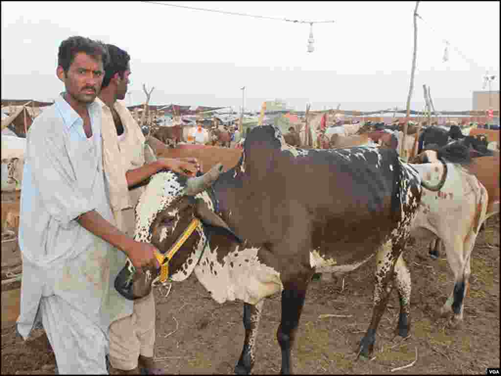 بیوپاری کو شکوہ ہے کہ گاہک جانوروں کی صحیح قیمت نہیں لگا رہے 