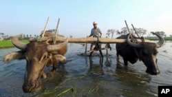 FILE - A farmer plows a paddy field to plant rice seedlings in Naypyitaw, Myanmar, March 2, 2018. 