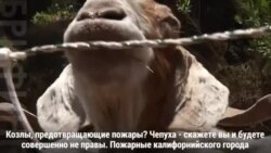 Козлы против пожаров