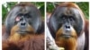 FILE - This combination of photos provided by the Suaq foundation shows a facial wound on Rakus, a wild male Sumatran orangutan in Gunung Leuser National Park, Indonesia, on June 23, 2022, and on Aug. 25, 2022. (Armas, Safruddin/Suaq foundation via AP)
