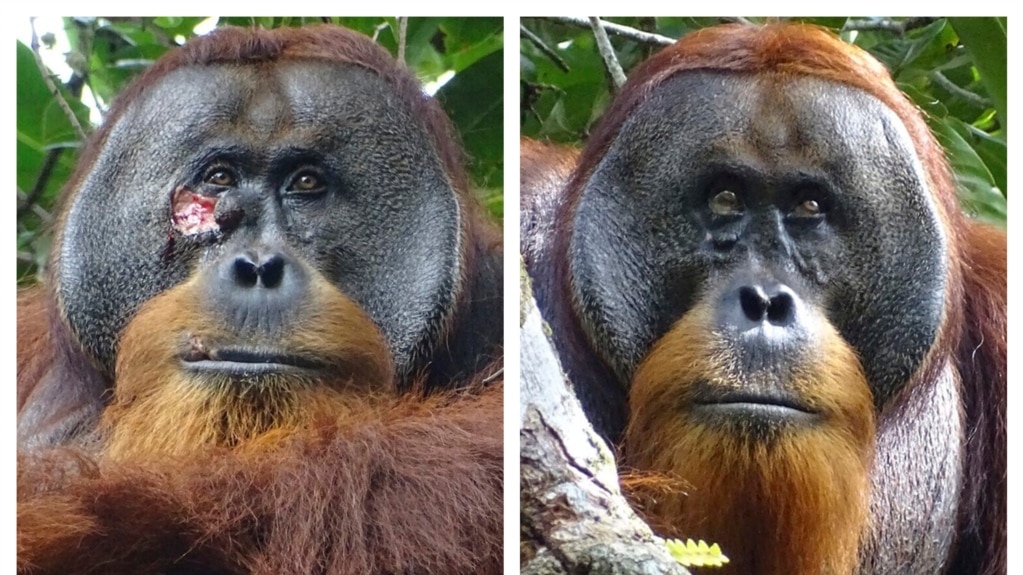 Orangutan Appears to Use Plant to Treat Wound