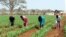 FILE - Farm workers weed a maize field on this farm near Lusaka, Zambia. Taken August 30, 2002