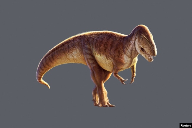 An undated artist's reconstruction of the Jurassic Period meat-eating dinosaur Megalosaurus provided by the Oxford University Museum of Natural History in Oxford, Britain. (Julius T. Csotonyi/Oxford University Museum of Natural History/Handout via REUTERS)