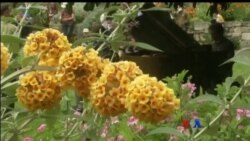 ရုက္ခဗေဒဥယျဉ်နဲ့ စန္ဒယားပွဲတော်