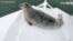 Stowaway Seal Gets a Free Ride in Sailing Regatta 