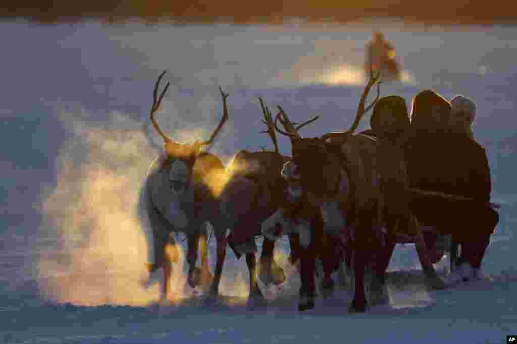 A kauyen Oymyakon da wuraren dake wannan yanki, mutane suna dogara kan dabbobi dangin Barewa ko Gwanki domin jan kekuna na daukar mutane ko kaya a kan kankara.