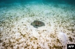 FILE - A green turtle feeds on sea grass at Lizard Island on the Great Barrier Reef near Cairns, Australia, on April 4, 2024.