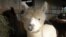 An alpaca at Sugarloaf Farm in Adamstown, Maryland. (J. Taboh/VOA)