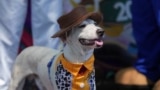 Un perro con sombrero en el desfile de perros "Blocao" en Rio de Janeiro, Brasil, el 1 de marzo del 2025. (AP foto/Silvia Izquierdo).