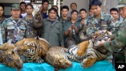 FILE - Thai Navy officers and forestry officials display seized dead tigers, leopards and pangolins in That Phanom district of Nakhon Phanom province, Thailand, Jan. 29, 2008. Conservation groups say Laos has promised to phase out tiger farms.