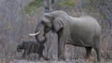 Ndiyani Ari Kuuraya Nzou neMuchetura kuHwange?