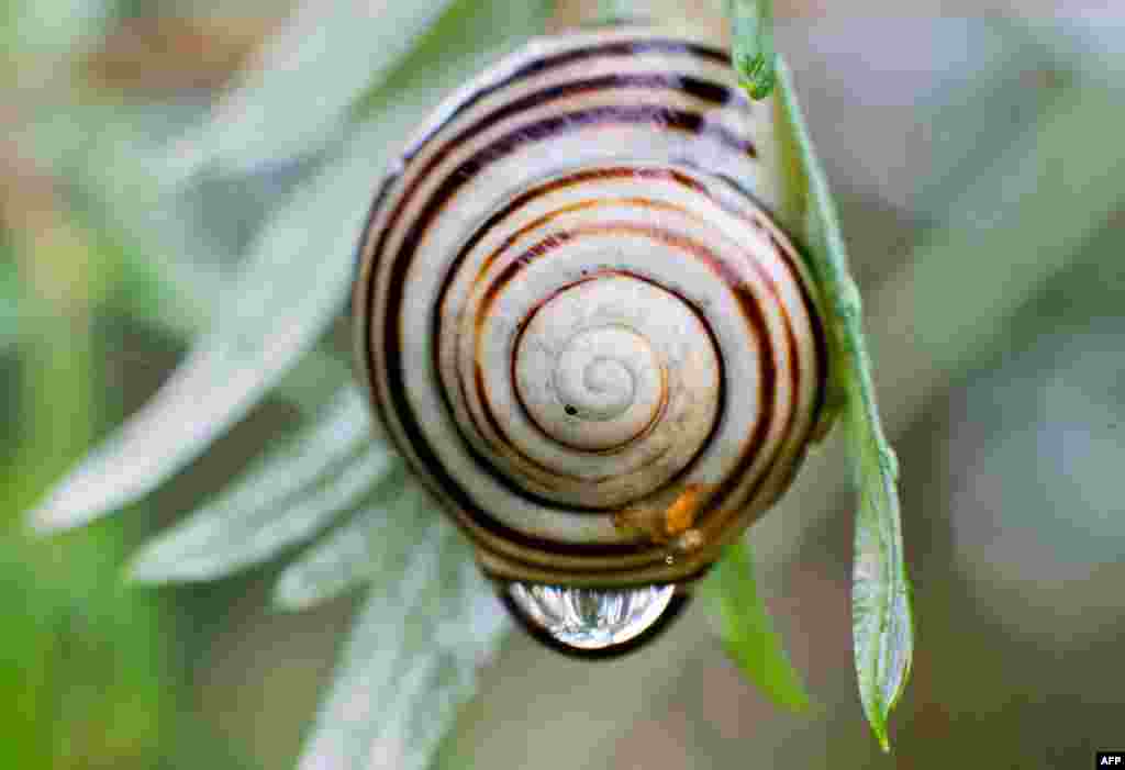 A raindrop hangs on the shell of a snail sitting on a leaf near Burgdorf close to Hanover, central Germany.