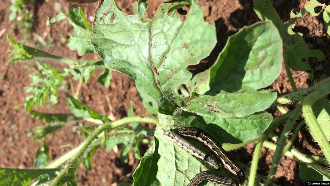 Kap Dagda yalangoch Kap Dagda yalangoch