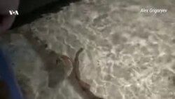 Кормление акул