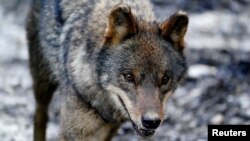 FILE - An Iberian wolf (Canis lupus signatus) exercises at Basondo Animal Refuge, in Kortezubi, Spain, Feb. 8, 2021. 
