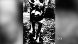 US Army Dog Given Posthumous Award