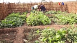 Quintais do Malawi: Depois da seca o país dá a volta por cima