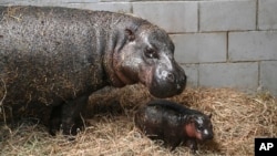 Novorođeni pigmejski nilski konj sa majkom Iris, 23. decembra 2024. (Foto: AP/Metro Richmond Zoo)