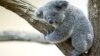 Anak koala betina berusia sembilan bulan Millaa Millaa terlihat di kandangnya di kebun binatang Schoenbrunner Tiergarten di tengah wabah COVID-19. (Foto: REUTERS/Lisi Niesner)