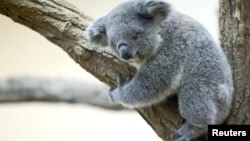 Anak koala betina berusia sembilan bulan Millaa Millaa terlihat di kandangnya di kebun binatang Schoenbrunner Tiergarten di tengah wabah COVID-19. (Foto: REUTERS/Lisi Niesner)