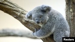 Anak koala betina berusia sembilan bulan Millaa Millaa di kebun binatang Schoenbrunner Tiergarten di Wina, Austria, di tengah pandemi COVID-19, 22 Februari 2021. (REUTERS/Lisi Niesner)