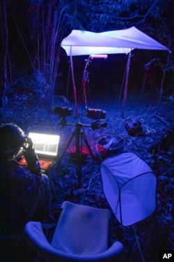 FILE - This 2022 photo provided by Samuel Timothy Fabian shows ongoing experiments on the effect of artificial light on wild flying insects at the field site in Monteverde, Costa Rica. (Samuel Timothy Fabian via AP)