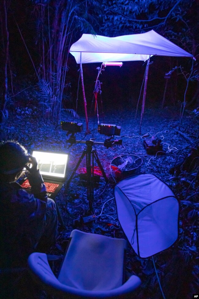 FILE - This 2022 photo provided by Samuel Timothy Fabian shows ongoing experiments on the effect of artificial light on wild flying insects at the field site in Monteverde, Costa Rica. (Samuel Timothy Fabian via AP)