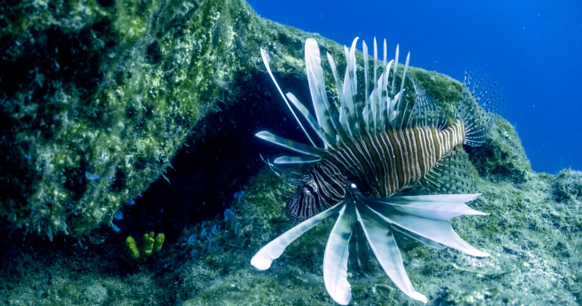 Eating Invasive Species