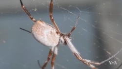 A Simple, New Way to Spin Spider Silk in the Lab