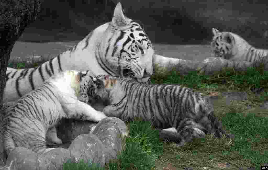 ببر سفید مادر به همراه سه قلو هایش در یک باغ وحش در لیما پایتخت پرو &nbsp;