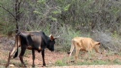 Mali: Badiangara marala, Bigaw minou chougnela, Bandiougou marabolow kono, tchiama minin na.