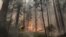 Las llamas ya han quemado unas 78 mil hectáreas de bosques, incluyendo parte del Parque Nacional de Yosemite.