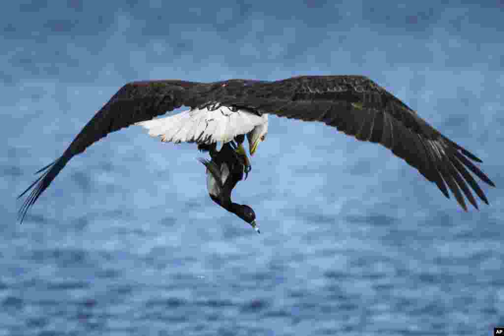 Seekor itik bernasib sial setelah dicengkeram seekor elang botak (bald eagle) dari sebuah danau di Olathe, Kansas. (Foto: AP)