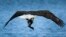 An unlucky ring-necked duck was plucked from a lake by an adult bald eagle, Wednesday, Nov. 3, 2021 in Olathe, Kan.