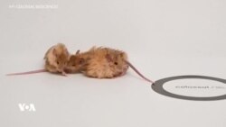 زانایانی ئەمەریکا جۆرێکی جیاواز لە مشک "دروستدەکەن"