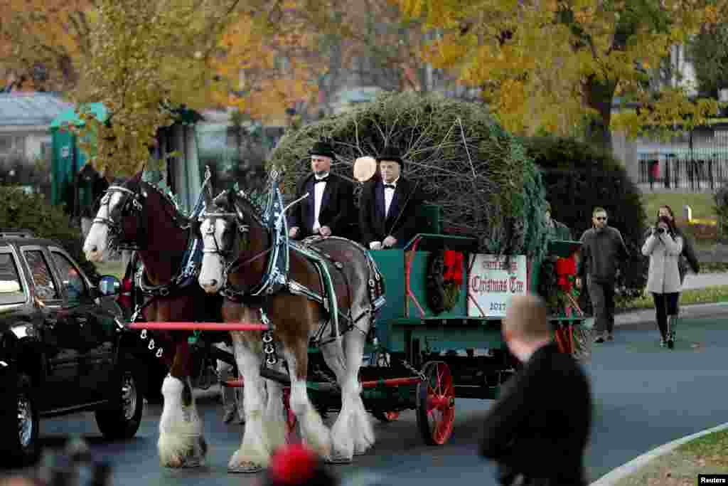 El árbol de Navidad oficial de la Casa Blanca, originario de Wisconsin proporcionado por la familia Chapman de Silent Night Evergreens, llega a la Casa Blanca para una ceremonia de bienvenida ofrecida por la primera dama Melania Trump y su hijo Barron en Washington, el 20 de noviembre de 2017.