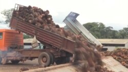 Le Nigeria veut relancer sa production d'huile de palme