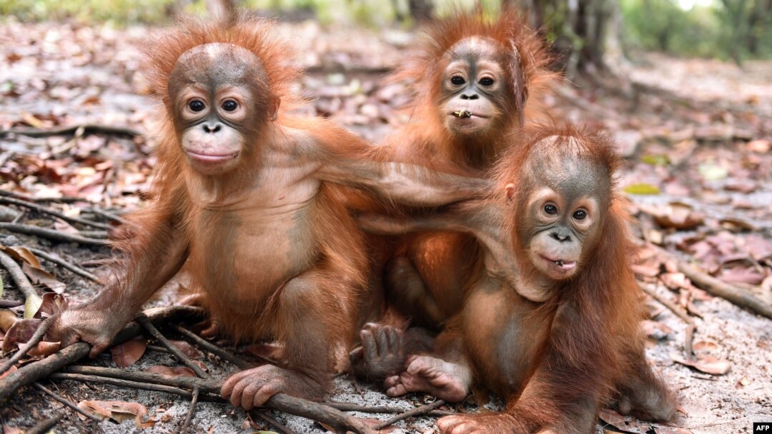 This handout picture taken and released by the Borneo Orangutan Survival Foundation (BOSF) on October 26, 2015 shows baby orangutans, which had previously suffered from respiratory problems,