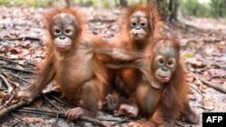 This handout picture taken and released by the Borneo Orangutan Survival Foundation (BOSF) on October 26, 2015 shows baby orangutans, which had previously suffered from respiratory problems,