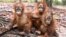 This handout picture taken and released by the Borneo Orangutan Survival Foundation (BOSF) on October 26, 2015 shows baby orangutans, which had previously suffered from respiratory problems,