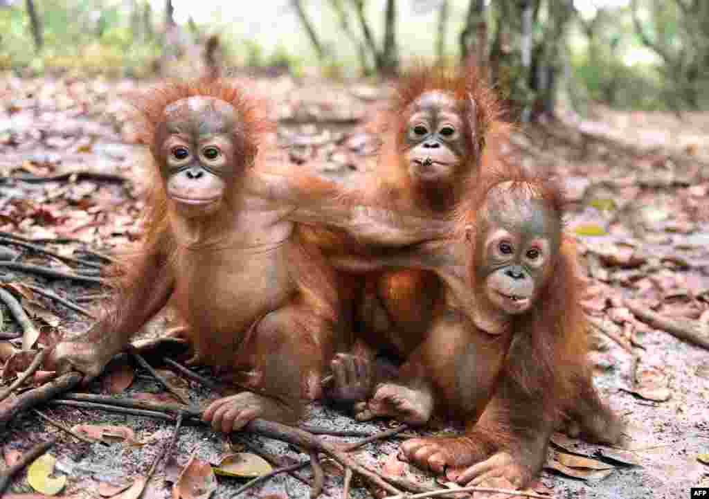 រូបភាព​ចេញ​ផ្សាយ​ដោយ​អង្គការBorneo Orangutan Survival Foundation (BOSF) កាលពី​ថ្ងៃទី២៦ ខែតុលា ឆ្នាំ២០១៥ បង្ហាញ​ពី​កូន​ស្វា​ ដែល​ពី​មុន​មាន​បញ្ហា​ផ្លូវ​ដង្ហើម​ កំពុង​លេង​នៅ​ក្នុង​មណ្ឌល​ស្តារ​នីតិសម្បទា របស់​អង្គការ BOSF នៅ​ជាយ​ក្រុង Palangkaraya ចំ​កណ្តាល​កោះ Kalimantan ប្រទេស​ឥណ្ឌូនេស៊ី។ សត្វ​ស្វា​ដែល​ជិត​ផុត​ពូជ​កំពុង​ក្លាយ​ជា​ជន​រងគ្រោះ​ដោយសារ​វិបត្តិ​អ័ព្ទ​ដ៏​អាក្រក់​មួយ​ ដែល​បាន​ធ្វើ​ឲ្យ​ពួកគេ​ឈឺ ខ្វះ​អាហារ​បំប៉ន និង​មាន​ការ​ភិតភ័យ​យ៉ាង​ខ្លាំង​ ដោយ​សារ​មាន​ការ​ឆេះ​ព្រៃ​នៅ​ទូទាំង​ប្រទេស។ ការណ៍​នេះ​បាន​ធ្វើ​ឲ្យ​ជម្រក​របស់​ពួកគេ​ក្លាយ​ជា​ដី​អត់​ប្រយោជន៍។