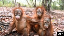 Bayi-bayi orangutan yang dilepaskan di Kalimantan Tengah, setelah sebelumnya menderita masalah pernapasan akibat kebakaran hutan. (Foto: Dok)