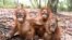 Bayi-bayi orangutan yang dilepaskan di Kalimantan Tengah, setelah sebelumnya menderita masalah pernapasan akibat kebakaran hutan. (Foto: Dok)
